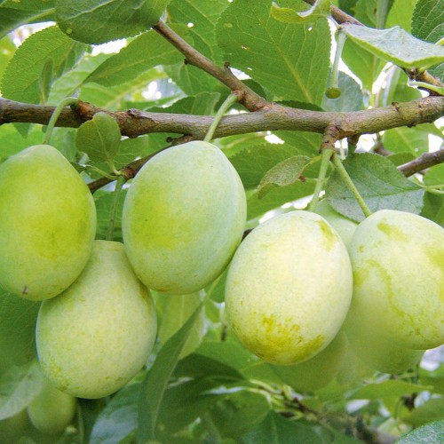 Prunus domestica 'Liivi Kollane Munaploom' - Aed-ploomipuu 'Liivi Kollane Munaploom' C6/6L